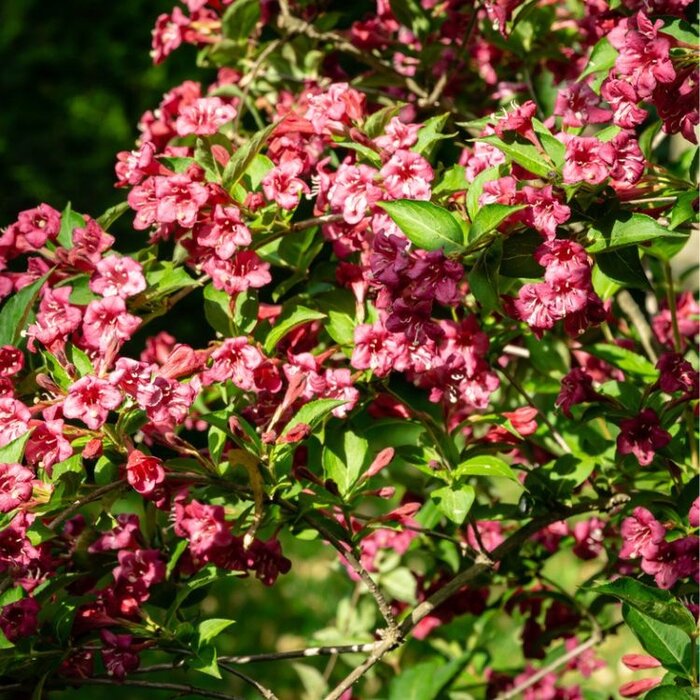 Weigela 'Bristol Ruby' - Weigela (Kale wortel) PRE-ORDER