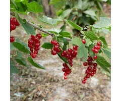 Ribes rubrum 'Rovada' - Rode bes (Kale wortel)