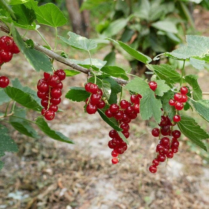 Ribes rubrum 'Rovada' - Rode bes (Kale wortel) PRE-ORDER
