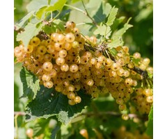 Ribes rubrum 'Werdavia' - Witte bes (Kale wortel)