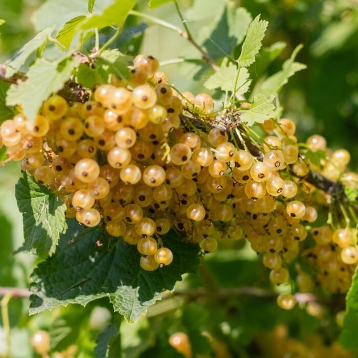 Ribes rubrum 'Werdavia' - Witte bes (Kale wortel) PRE-ORDER