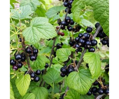 Ribes nigrum 'Ben Lomond' - Zwarte bes (Kale wortel)