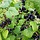 Ribes nigrum 'Ben Lomond' - Zwarte bes (Kale wortel) -> PRE-ORDER