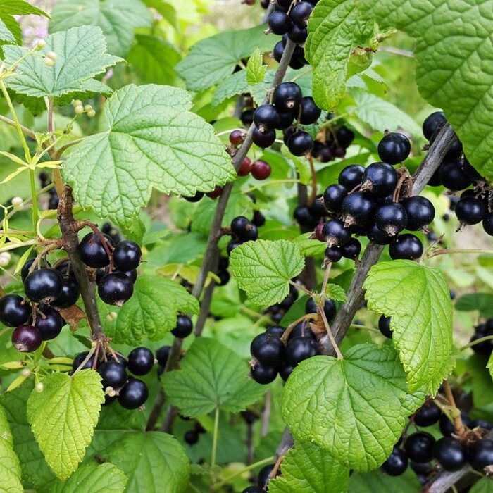 Ribes nigrum 'Ben Lomond' - Zwarte bes (Kale wortel) PRE-ORDER