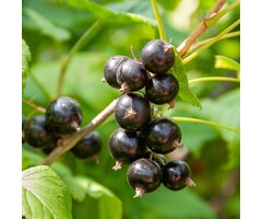 Ribes nigrum 'Titania' - Zwarte bes (Kale wortel)