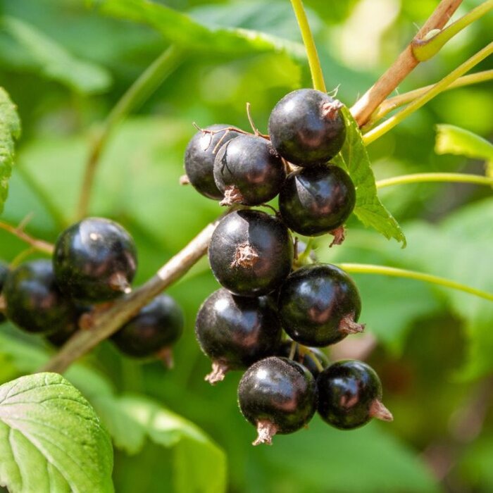 Ribes nigrum 'Titania' - Zwarte bes (Kale wortel) PRE-ORDER