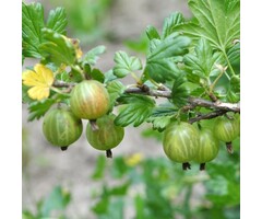 Ribes uva-crispa 'Hinn. Grn' - Kruisbes (Kale wortel)