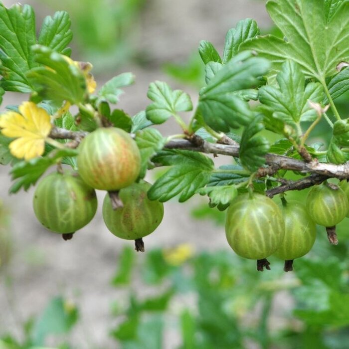 Ribes uva-crispa 'Hinn. Grn' - Kruisbes (Kale wortel) PRE-ORDER