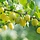 Ribes uva-crispa 'Hinn. Gl' - Kruisbes (Kale wortel) -> PRE-ORDER