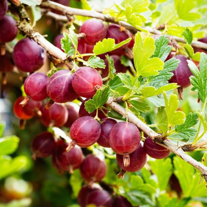 Ribes uva-crispa 'Hinn. Rd' - Kruisbes (Kale wortel) PRE-ORDER