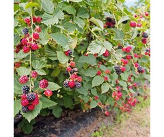 Rubus fruticosus 'Thornfree' - Doornloze braam (Kale wortel)