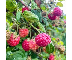 Rubus idaeus 'Malling Promise' - Framboos (Kale wortel)