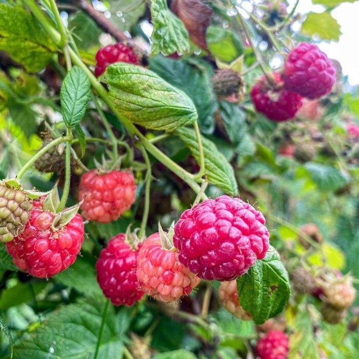 Rubus idaeus 'Malling Promise' - Framboos (Kale wortel)
