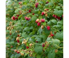 Rubus idaeus 'Zefa Herbsternte' - Herfstframboos (Kale wortel)