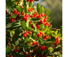 Lonicera tatarica - Tartaarse struikkamperfoelie (Kale wortel)
