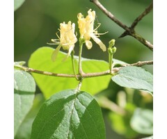 Lonicera xylosteum - Rode kamperfoelie (Kale wortel)