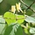 Lonicera xylosteum - Rode kamperfoelie (Kale wortel) -> PRE-ORDER