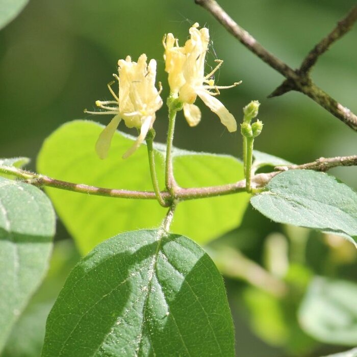 Lonicera xylosteum - Rode kamperfoelie (Kale wortel)