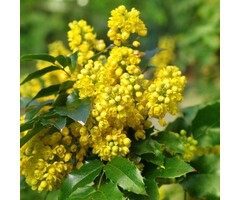 Mahonia aquifolium - Mahoniestruik (Kale wortel)