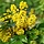Mahonia aquifolium - Mahoniestruik (Kale wortel) -> PRE-ORDER