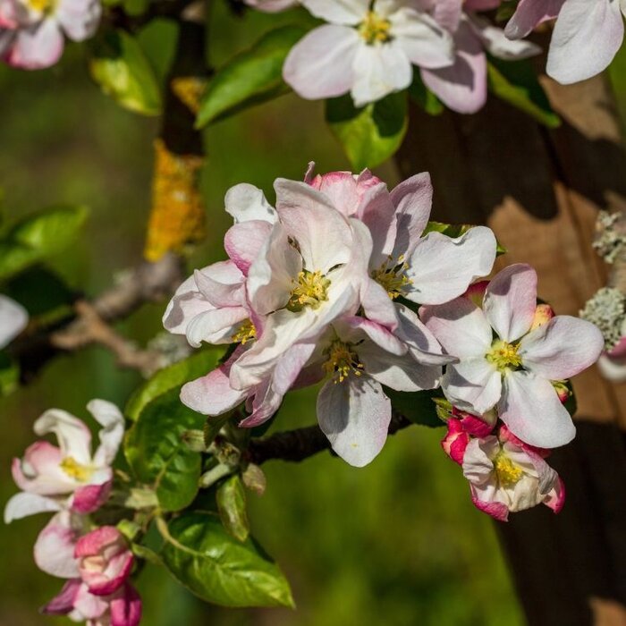 Malus sylvestris - Wilde appel (Kale wortel)