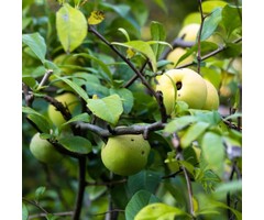 Malus sylvestris - Wilde appel (Kale wortel)