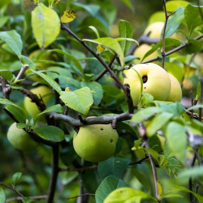Malus sylvestris - Wilde appel (Kale wortel)