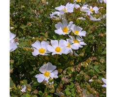 Rosa arvensis - Bosroos (Kale wortel)