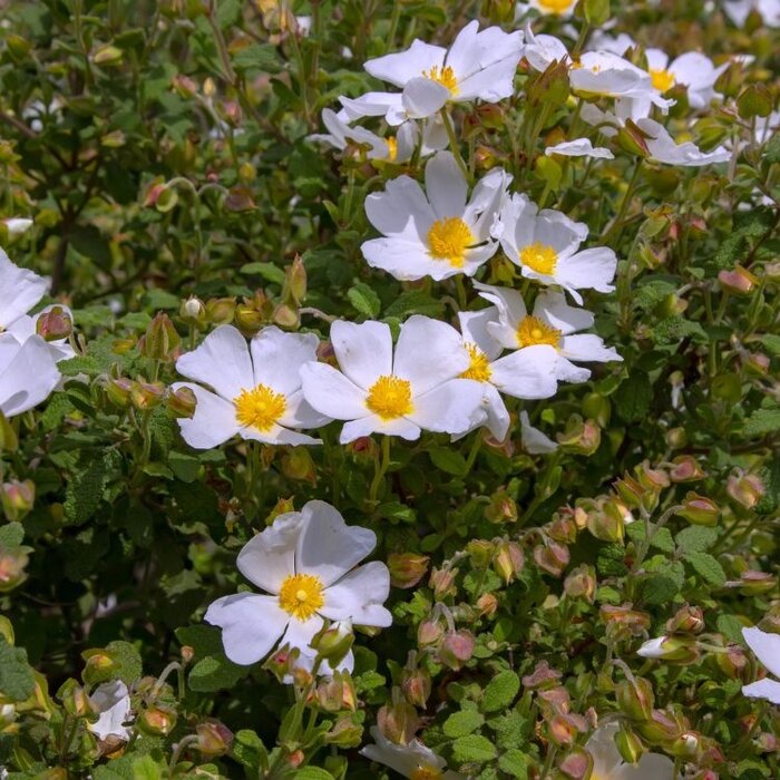 Rosa arvensis - Bosroos (Kale wortel) PRE-ORDER
