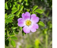 Rosa canina - Hondsroos (Kale wortel)