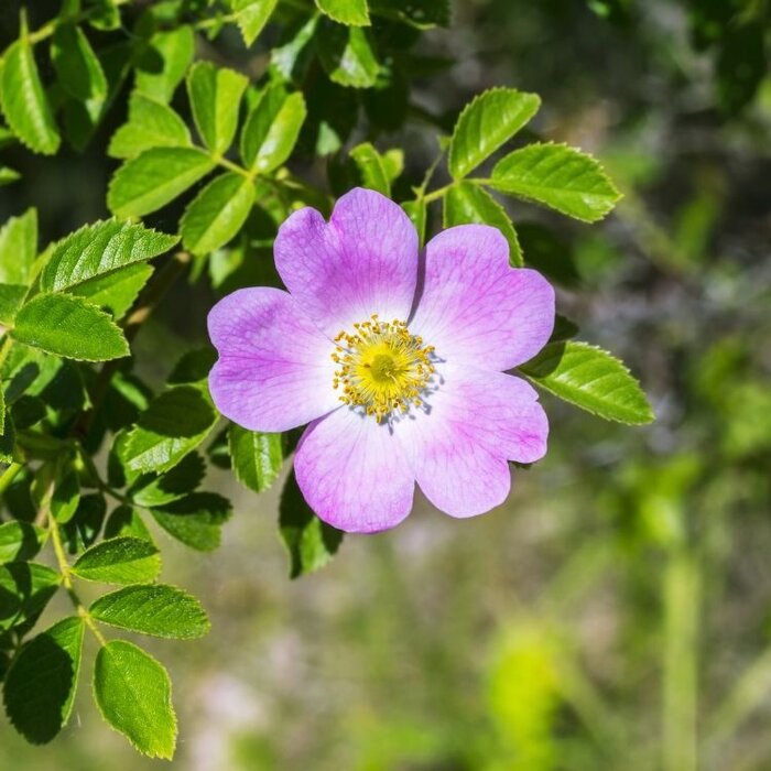 Rosa canina - Hondsroos (Kale wortel)