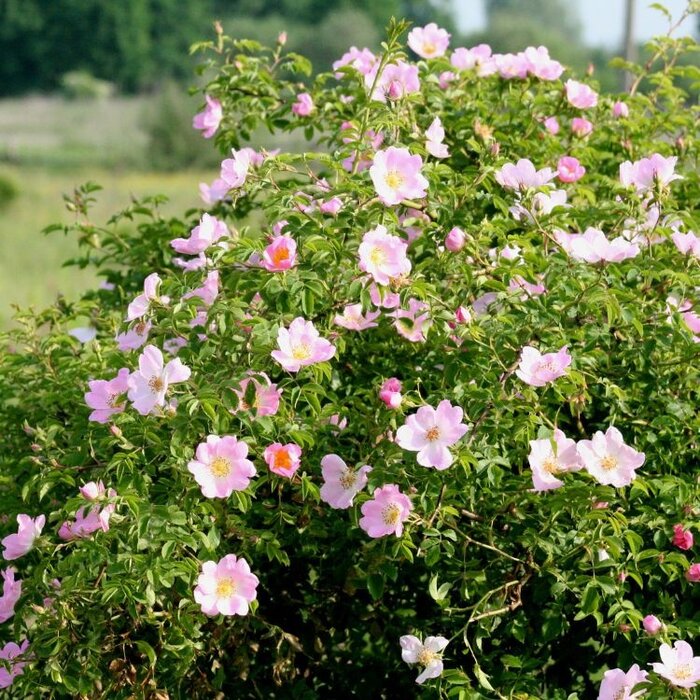 Rosa canina - Hondsroos (Kale wortel)