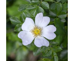 Rosa corymbifera - Heggenroos (Kale wortel)