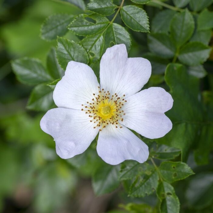 Rosa corymbifera - Heggenroos (Kale wortel) PRE-ORDER