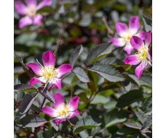Rosa glauca - Struikroos (Kale wortel)