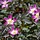 Rosa glauca - Struikroos (Kale wortel) -> PRE-ORDER