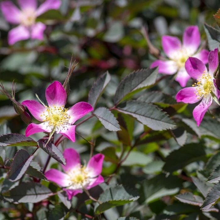Rosa glauca - Struikroos (Kale wortel) PRE-ORDER