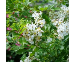 Rosa multiflora - Veelbloemige roos (Kale wortel)
