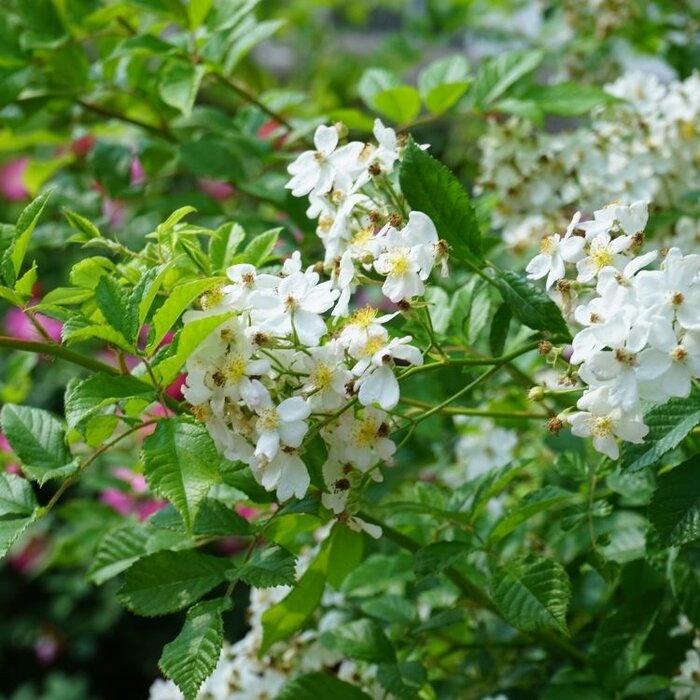 Rosa multiflora - Veelbloemige roos (Kale wortel) PRE-ORDER