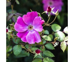 Rosa nitida - Wilde roos (Kale wortel)