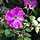Rosa nitida - Wilde roos (Kale wortel) -> PRE-ORDER