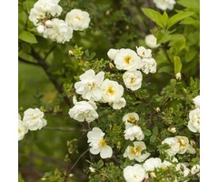 Rosa pimpinellifolia - Duinroos (Kale wortel)