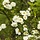 Rosa pimpinellifolia - Duinroos (Kale wortel) -> PRE-ORDER