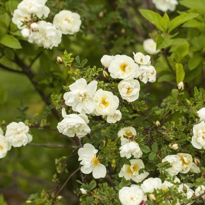 Rosa pimpinellifolia - Duinroos (Kale wortel) PRE-ORDER