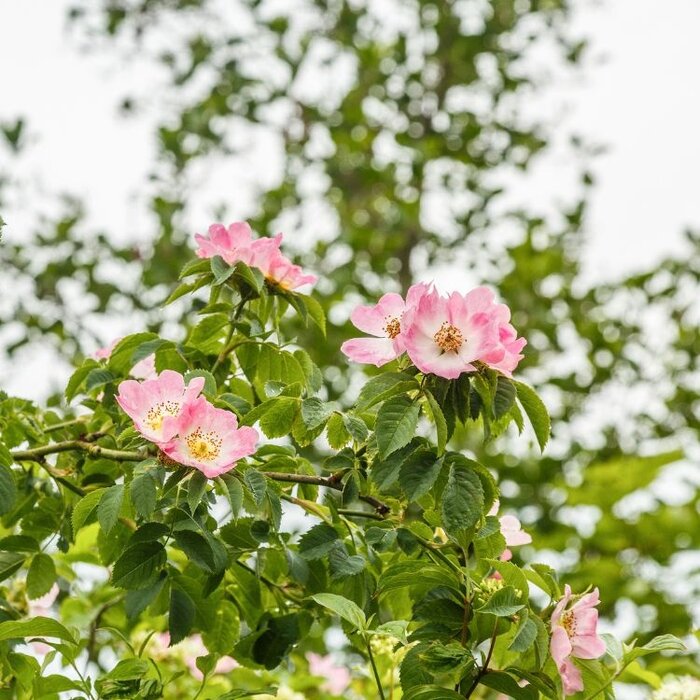 Rosa rubiginosa - Wilde roos (Kale wortel) -> PRE-ORDER