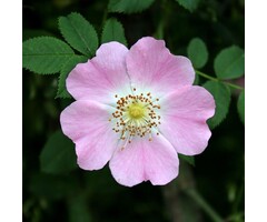 Rosa rubiginosa - Wilde roos (Kale wortel)