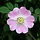 Rosa rubiginosa - Wilde roos (Kale wortel) -> PRE-ORDER