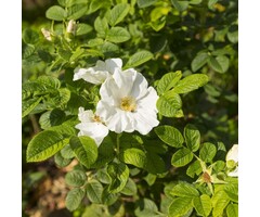 Rosa rugosa 'Alba' - Botanische bottelroos (Kale wortel)
