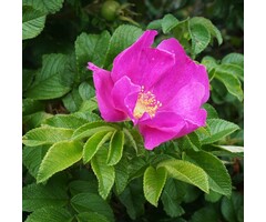 Rosa rugosa 'Rubra' - Botanische bottelroos (Kale wortel)