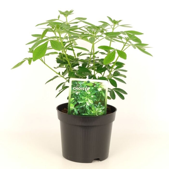 Mexicaanse oranjebloesem (Choisya ternata)